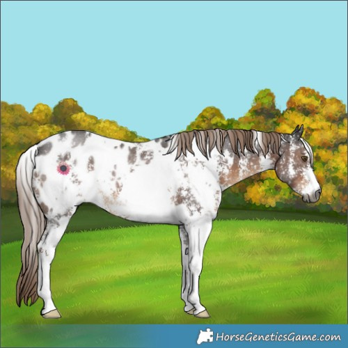 Horse Color:Gray White Spotted Liver Chestnut Sabino Blanket Rabicano 