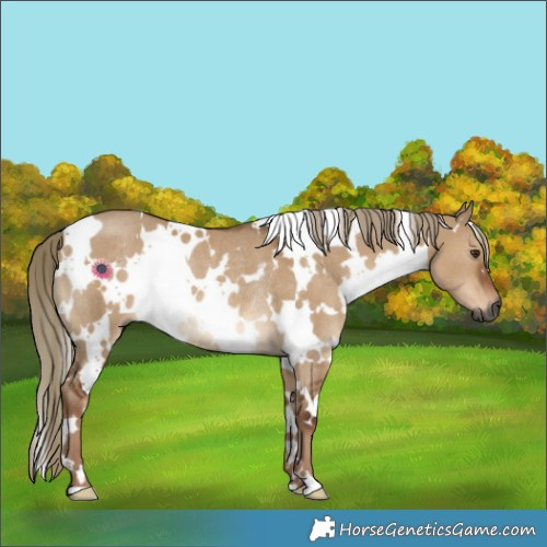 Horse Color:Gray White Spotted Liver Red Dun Rabicano