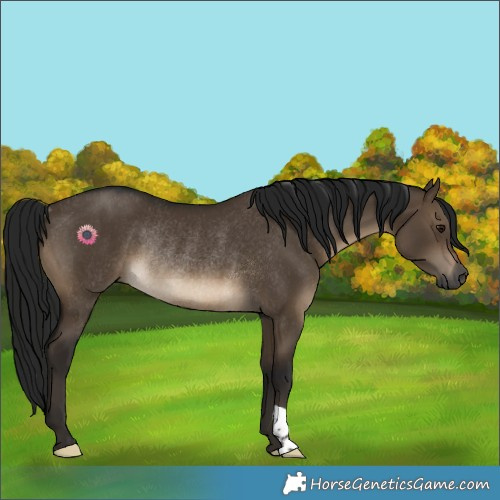 Horse Color:Gray Brown Dun Rabicano