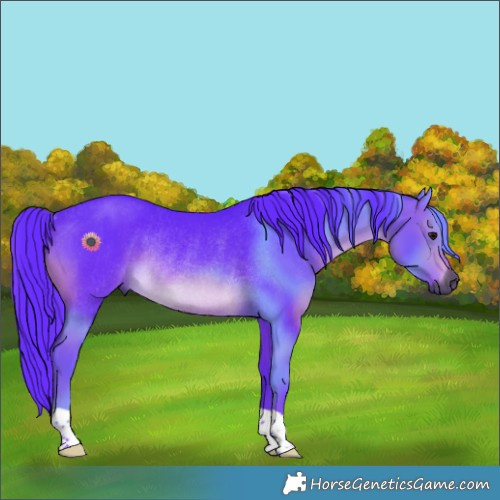 Horse Color:Gray Watercolor Brown Rabicano 