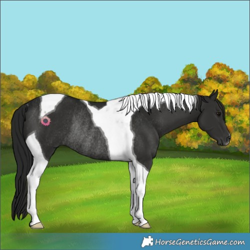 Horse Color:Gray Smoky Black Tobiano Rabicano