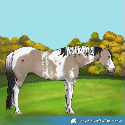 Horse Color:Gray Brown Dun Sabino Tobiano 