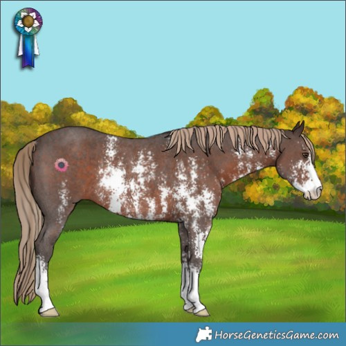 Horse Color:Liver Chestnut Sabino Rabicano