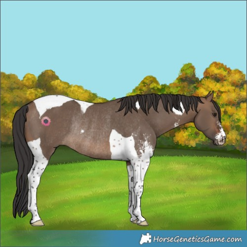 Horse Color:Brown Dun Sabino Tobiano Rabicano 