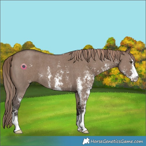 Horse Color:Liver Red Dun Sabino