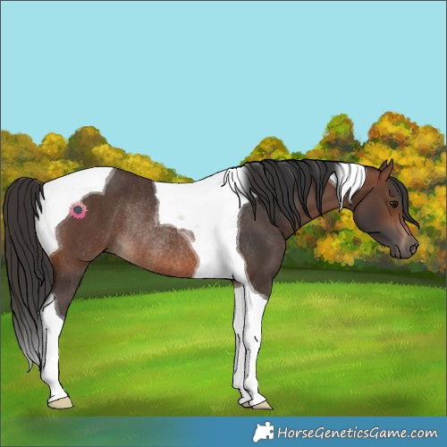 Horse Color:Brown Tobiano Rabicano 