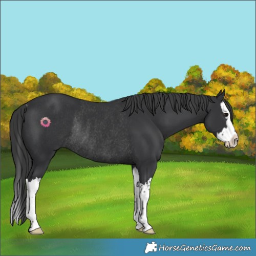 Horse Color:Black Splash Rabicano 