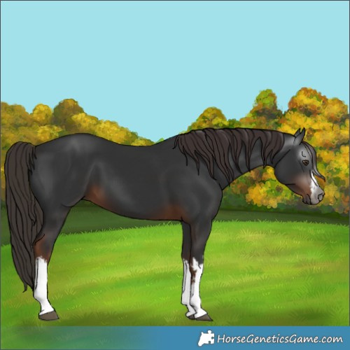 Horse Color:Gray White Spotted Liver Chestnut 