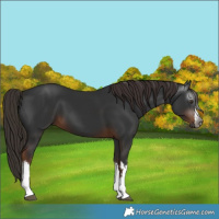 Horse Color:Gray White Spotted Liver Chestnut 