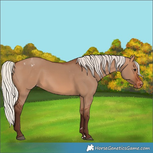 Horse Color:Silver Brown Dun Varnish 