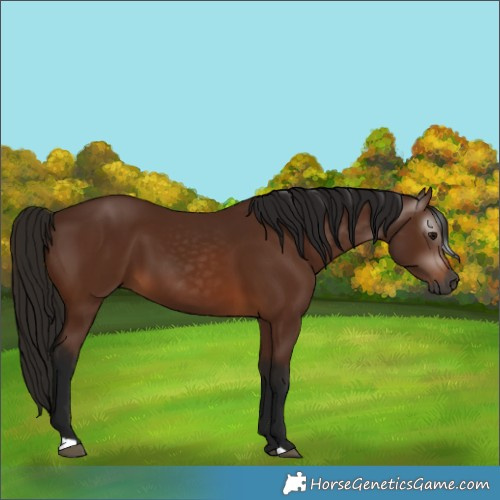 Horse Color:Gray Bay 