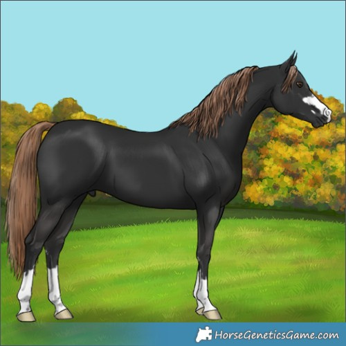 Horse Color:Unknown 