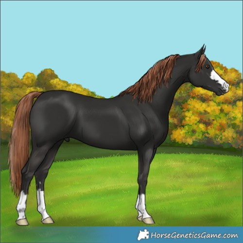 Horse Color:Unknown 