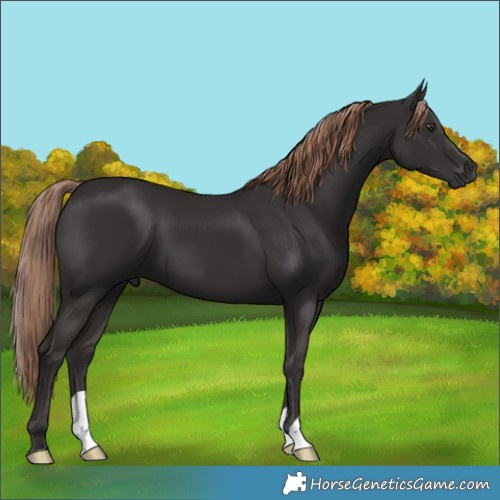 Horse Color:Unknown 