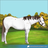 Horse Color:Bay Dun Splash Near Fewspot 