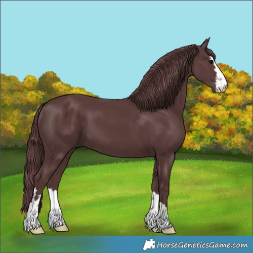 Horse Color:Chocolate Black 