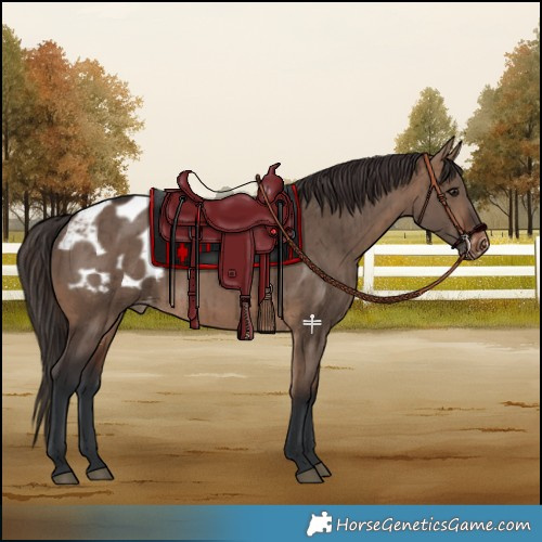 Horse Color:Brown Dun Appaloosa Brindle