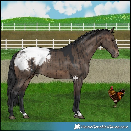 Horse Color:Brown Dun Snowcap Brindle 