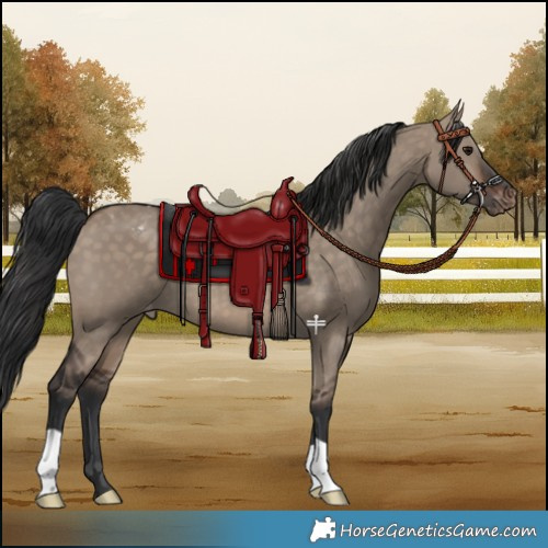 Horse Color:Brown Dun Appaloosa