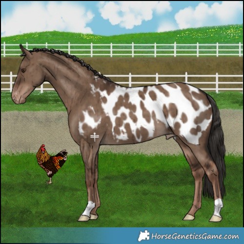 Horse Color:Liver Red Dun Blanket Brindle
