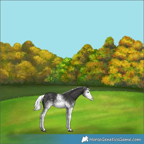 Horse Color:Platinum White Spotted Liver Chestnut Mushroom Rabicano 