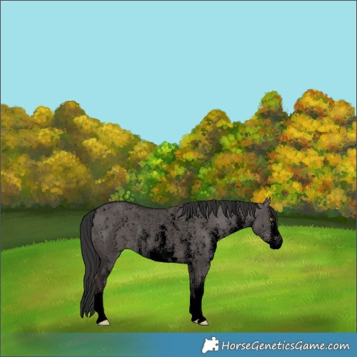 Horse Color:Void Platinum Liver Red Dun Sabino Rabicano 