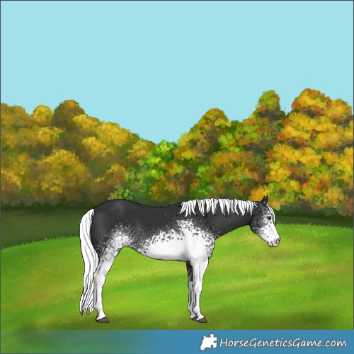 Horse Color:Platinum White Spotted Liver Chestnut Mushroom Rabicano 