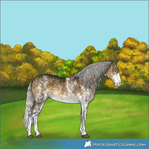 Horse Color:Silver Buckskin Dun Sabino