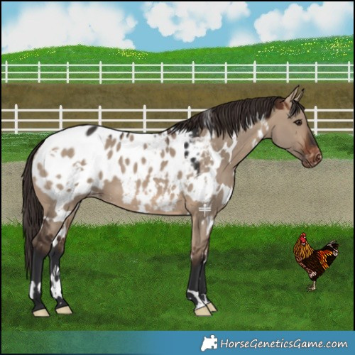 Horse Color:White Spotted Brown Dun Blanket 