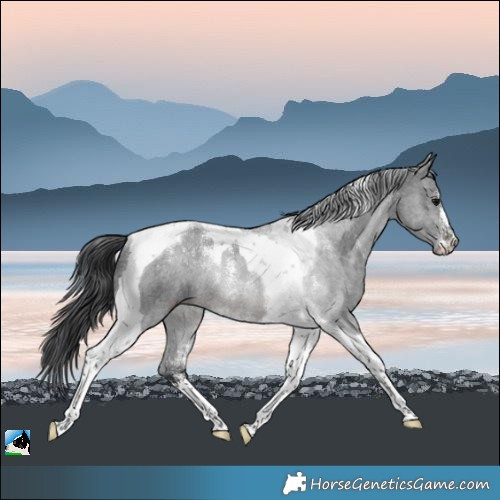 Horse Color:Powder White Brown Tobiano Rabicano
