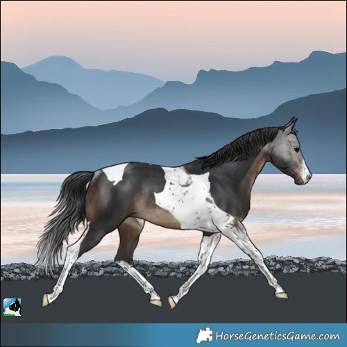 Horse Color:White Spotted Brown Tobiano Rabicano