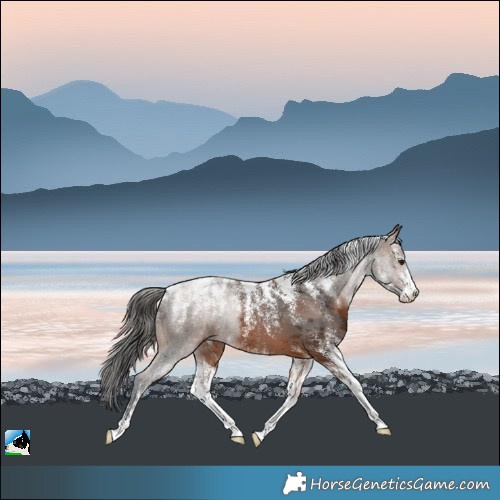 Horse Color:Powder White Brown Merle