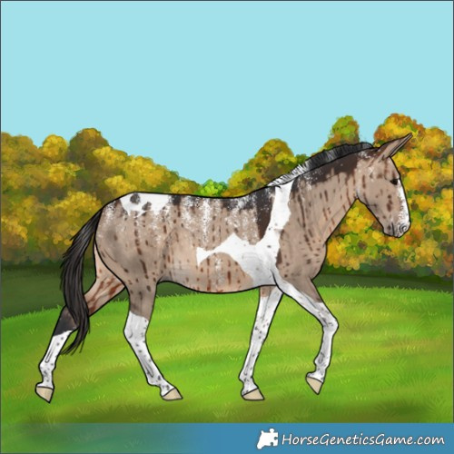 Horse Color:Powder White Brown Dun Tobiano Brindle 