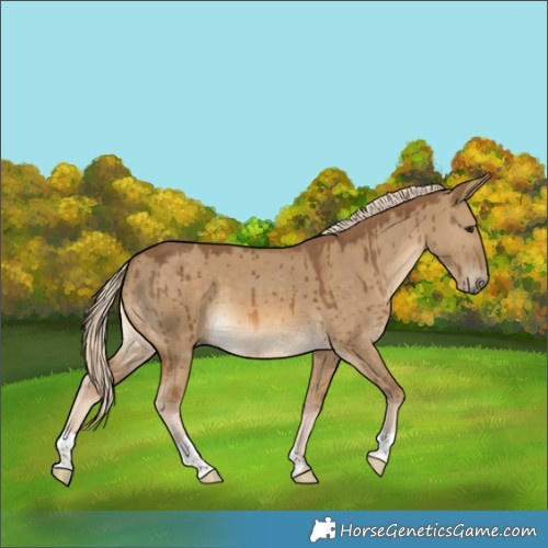 Horse Color:Chocolate Palomino Dun Brindle 