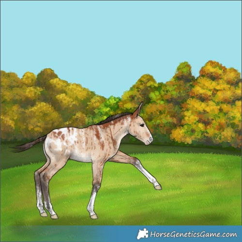 Horse Color:Powder White Bay Dun Appaloosa Brindle 
