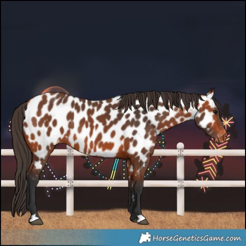 Horse Color:Bay Near Leopard Rabicano