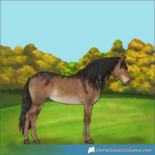 Horse Color:Gray Liver Red Dun 
