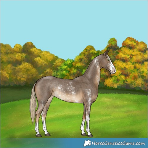 Horse Color:Chocolate Palomino Sabino Rabicano