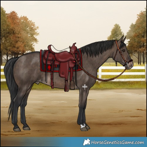 Horse Color:Brown Dun Appaloosa Brindle 