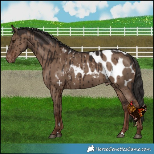 Horse Color:Liver Red Dun Blanket Brindle 