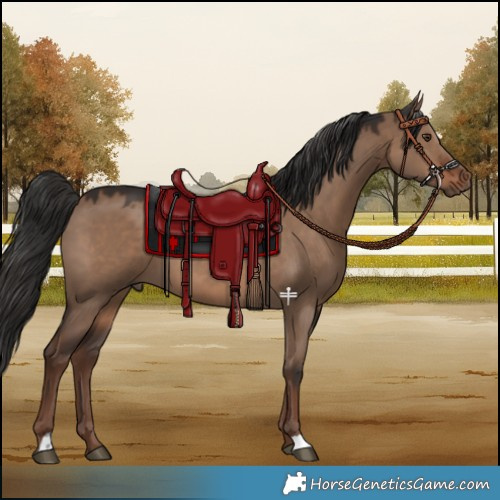 Horse Color:Liver Red Dun 