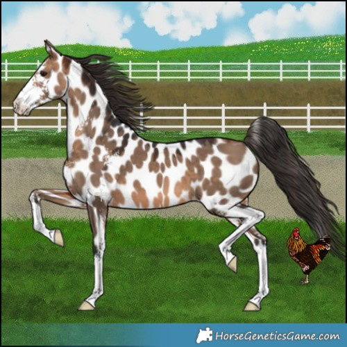 Horse Color:Bay Dun Sabino Near Leopard 