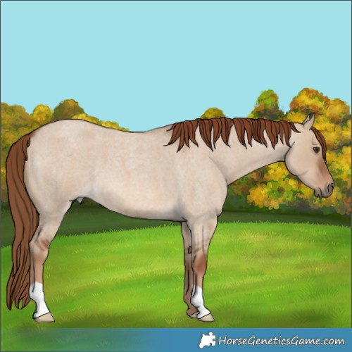 Horse Color:Red Dun Roan