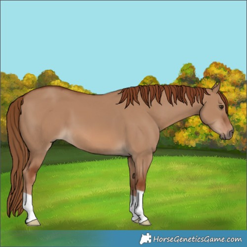 Horse Color:Red Dun 