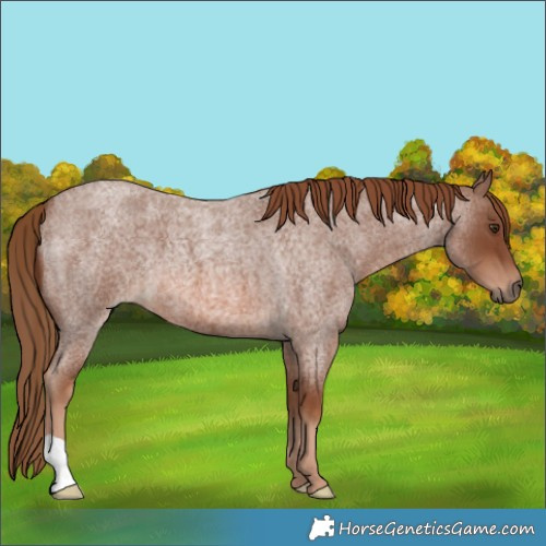 Horse Color:Red Roan 