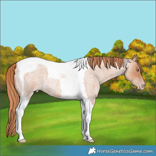 Horse Color:Gold Champagne Roan Tobiano 