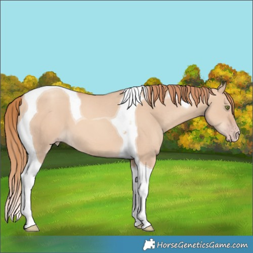 Horse Color:Gold Champagne Dun Tobiano