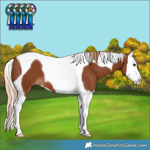 Horse Color:Chestnut Splash Tobiano 