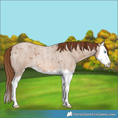 Horse Color:Red Dun Roan Splash 