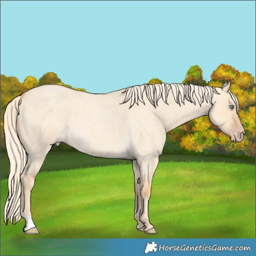 Horse Color:Gold Cream Champagne Roan Dun 
